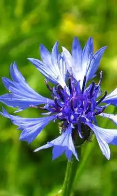 Play Cornflower Wallpapers