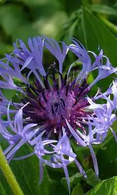 Play Cornflower Wallpapers