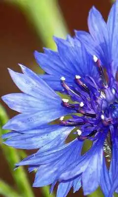 Play Cornflower Wallpapers