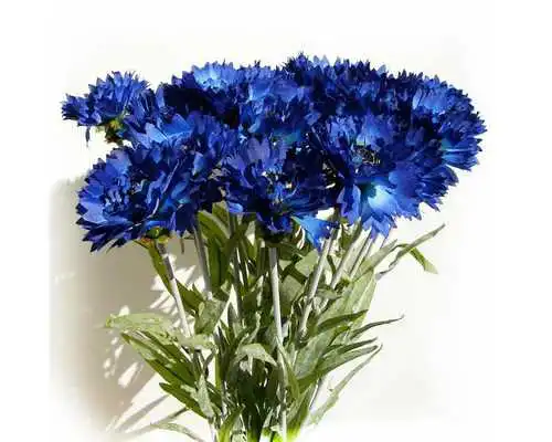 Play Cornflower Wallpapers