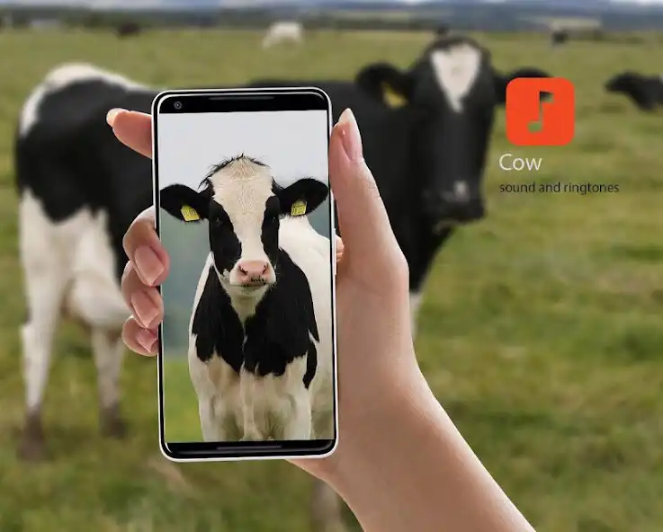 Play Cow Sound Effects  and enjoy Cow Sound Effects with UptoPlay