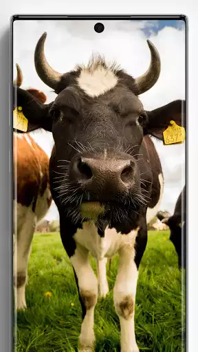 Play Cow Wallpapers  and enjoy Cow Wallpapers with UptoPlay