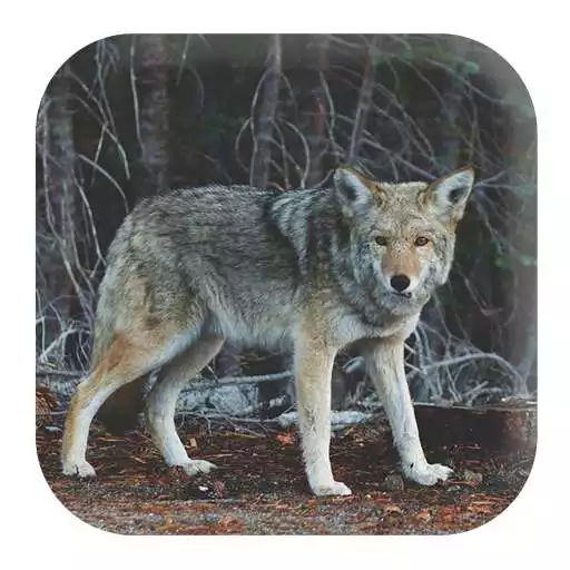 Play Coyote Sounds APK