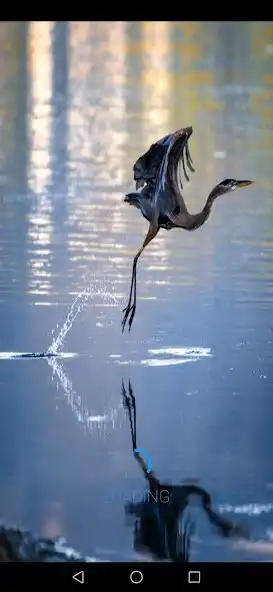 Play Crane Bird Sounds