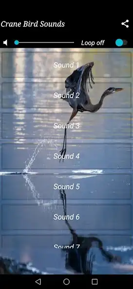 Play Crane Bird Sounds