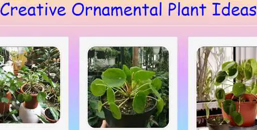 Play Creative Ornamental Plant Ideas  and enjoy Creative Ornamental Plant Ideas with UptoPlay