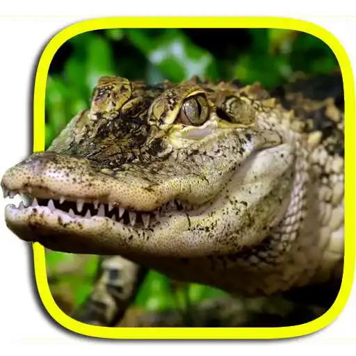 Free play online Crocodile live wallpaper APK