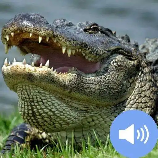 Play Crocodile Sounds and Wallpapers APK