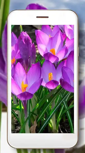 Play Crocuses of Spring as an online game Crocuses of Spring with UptoPlay