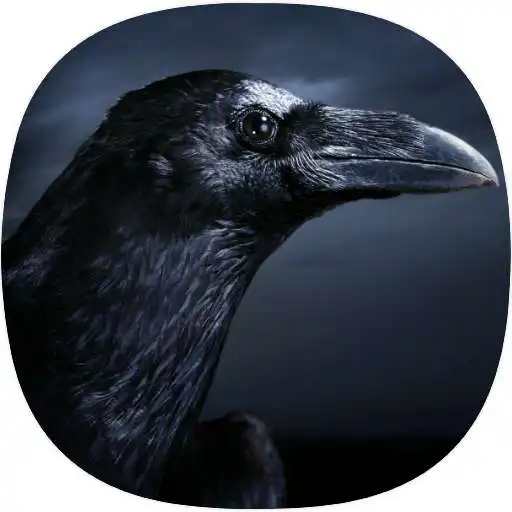 Play Crow Ringtones APK