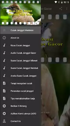 Play Cucak Jenggot Masteran Gacor