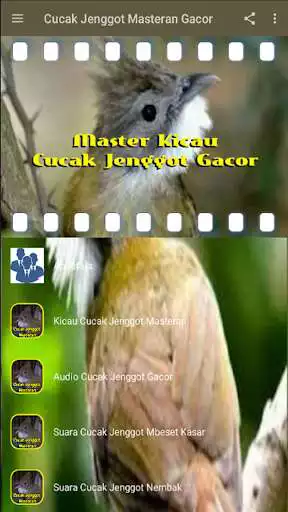 Play Cucak Jenggot Masteran Gacor