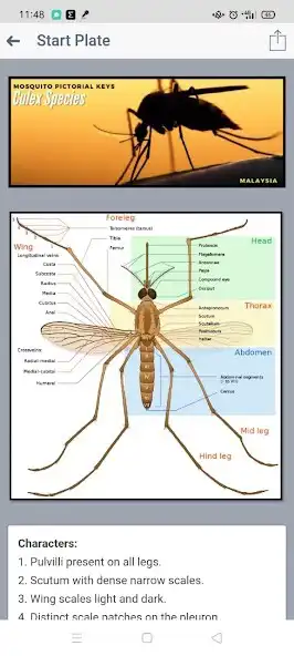 Play Culex (Mosquito Pictorial Keys) adult as an online game Culex (Mosquito Pictorial Keys) adult with UptoPlay