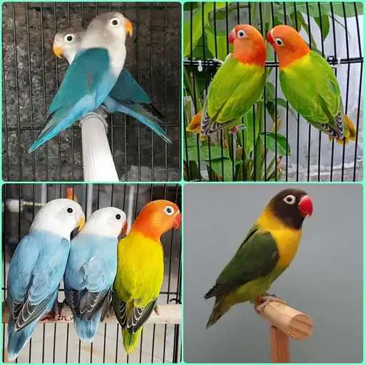 Play cultivating lovebird APK