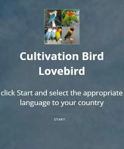 Play cultivating lovebird  and enjoy cultivating lovebird with UptoPlay