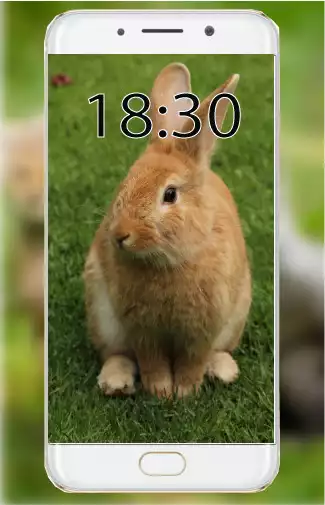 Play Cute Bunny Wallpaper  and enjoy Cute Bunny Wallpaper with UptoPlay