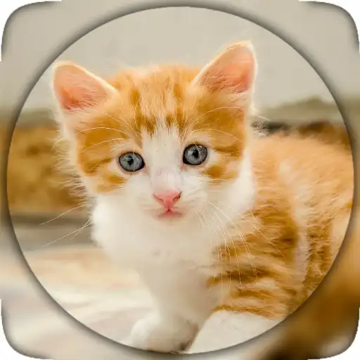 Play Cute cat, Pussy Cat live wallpaper HD APK