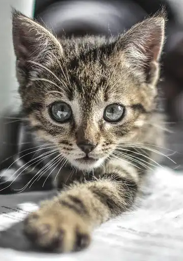 Play Cute cat, Pussy Cat live wallpaper HD  and enjoy Cute cat, Pussy Cat live wallpaper HD with UptoPlay