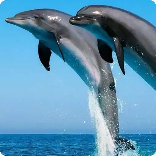 Play Cute Dolphin Wallpaper APK