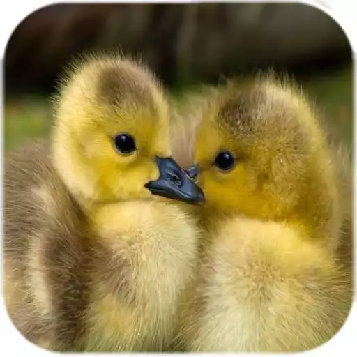 Free play online Cute Ducks Live Wallpaper APK