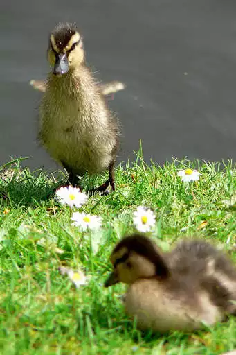 Play Cute Ducks Live Wallpaper