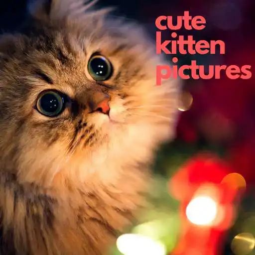 Play Cute kitten pictures APK