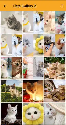 Play Cute kitten pictures as an online game Cute kitten pictures with UptoPlay