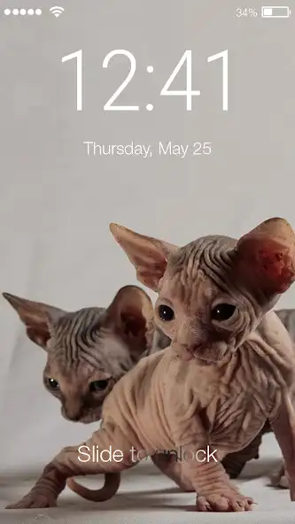 Play Cute Kitten Sphinx Cat Lock Screen  and enjoy Cute Kitten Sphinx Cat Lock Screen with UptoPlay