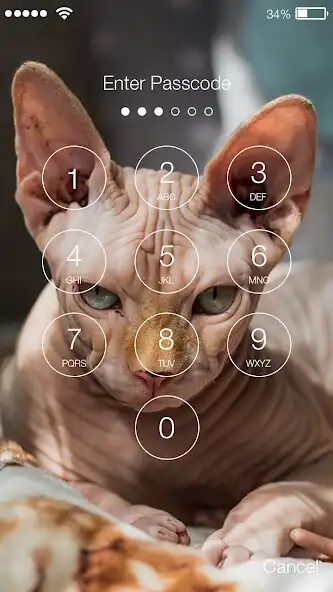 Play Cute Kitten Sphinx Cat Lock Screen as an online game Cute Kitten Sphinx Cat Lock Screen with UptoPlay