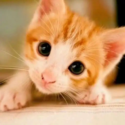 Run free android online Cute Kittens Wallpapers APK