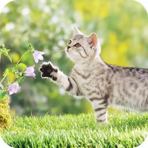 Play Cute Kitten  Wallpaper HD APK