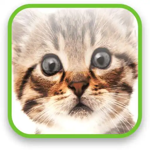 Free play online Cute Kitty Video Wallpaper APK