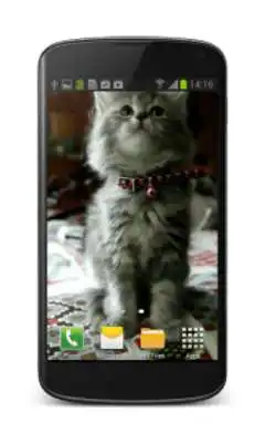 Play Cute Kitty Video Wallpaper