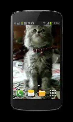 Play Cute Kitty Video Wallpaper