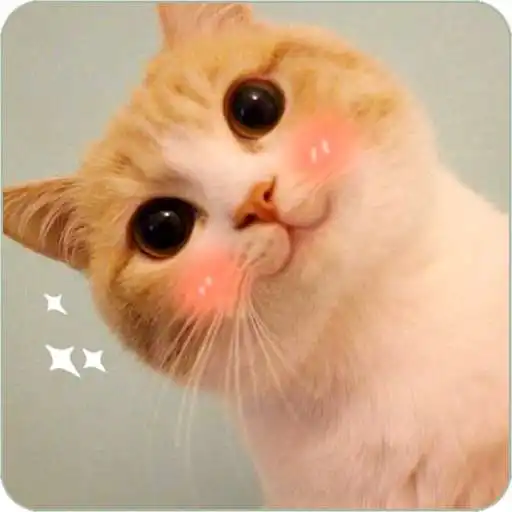 Play Cute Kitty Wallpapers APK