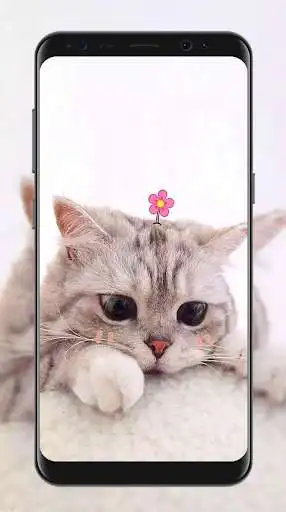 Play Cute Kitty Wallpapers as an online game Cute Kitty Wallpapers with UptoPlay