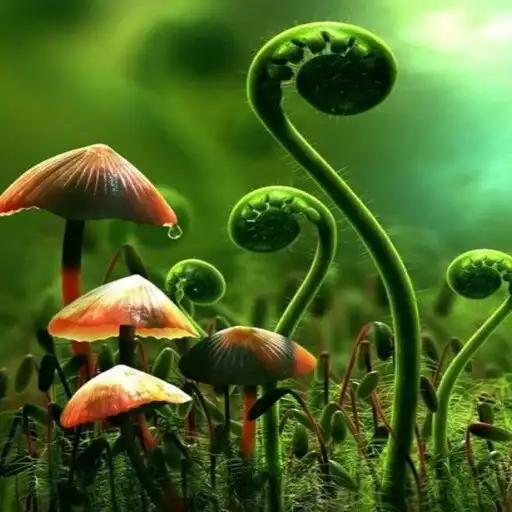 Play Cute Mushroom Wallpaper APK