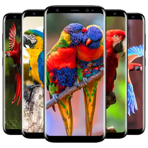 Play Cute Parrot Wallpaper APK