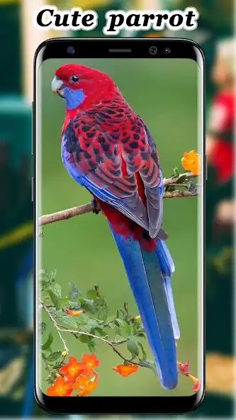 Play Cute Parrot Wallpaper  and enjoy Cute Parrot Wallpaper with UptoPlay