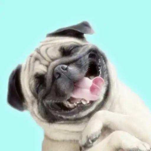 Play Cute Pug Wallpaper HD 4K APK