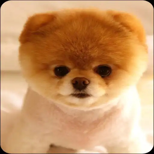 Play Cute Puppy Wallpaper APK