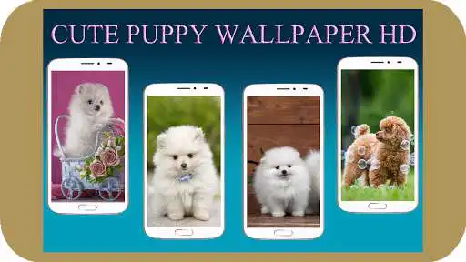 Play Cute Puppy Wallpaper  and enjoy Cute Puppy Wallpaper with UptoPlay