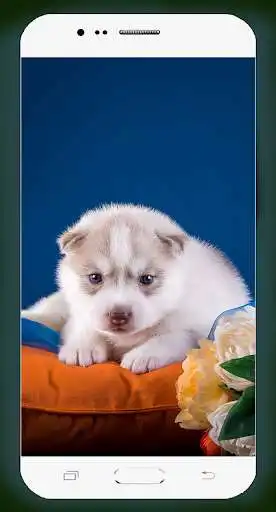 Play Cute Puppy Wallpaper as an online game Cute Puppy Wallpaper with UptoPlay