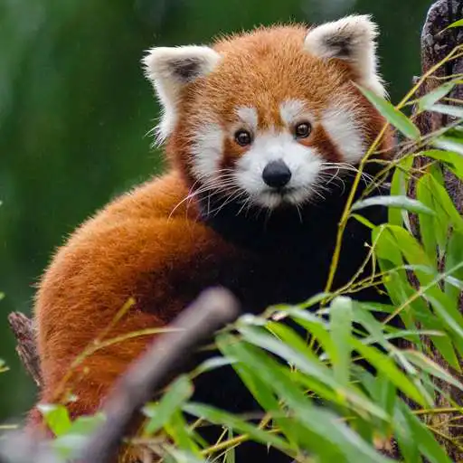 Play Cute Red Panda Wallpaper APK