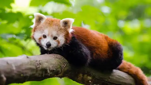 Play Cute Red Panda Wallpaper  and enjoy Cute Red Panda Wallpaper with UptoPlay