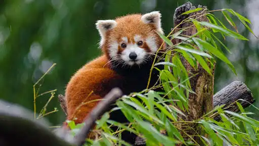 Play Cute Red Panda Wallpaper as an online game Cute Red Panda Wallpaper with UptoPlay