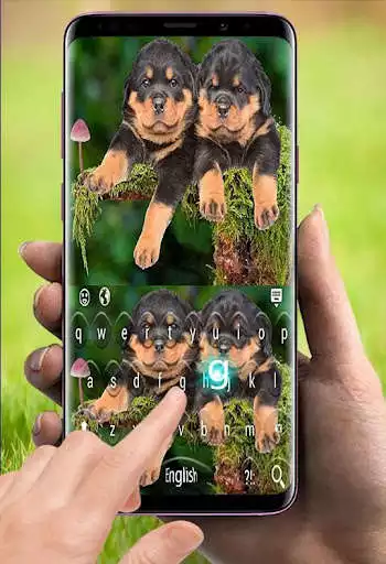 Play Cute Rottweiler Puppies Keyboard  and enjoy Cute Rottweiler Puppies Keyboard with UptoPlay