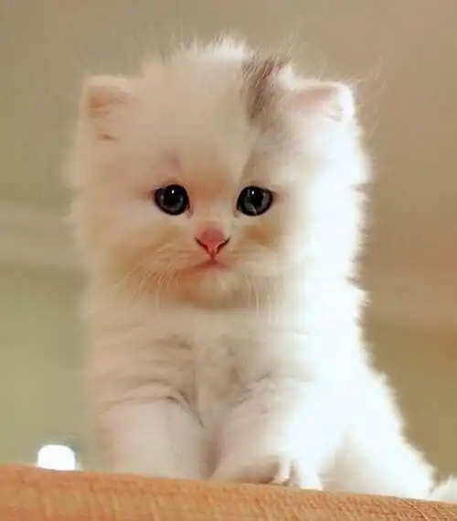 Play Cute wallpapers cat HD Picture  and enjoy Cute wallpapers cat HD Picture with UptoPlay