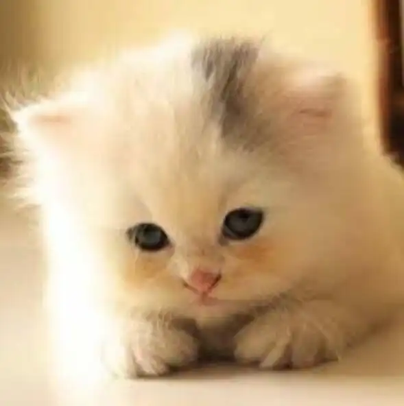 Play Cute wallpapers cat HD Picture as an online game Cute wallpapers cat HD Picture with UptoPlay