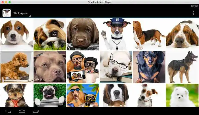 Play Cute Wallpapers Of Dogs